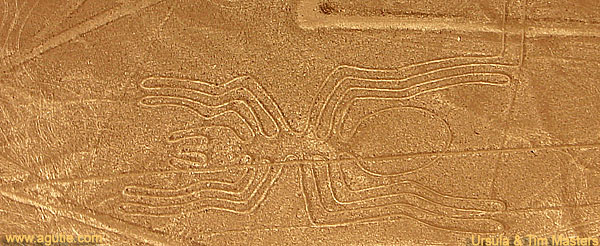 Featured image of post The Lines That Create The Image Of The Nazca Spider Drawing Draw four zigzag lines on one side of the spider for its legs