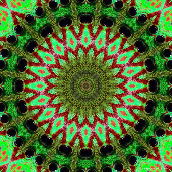 Geometric Art: Kaleidoscope of Gecko Patterns 2 using iPad Apps