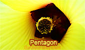 Pentagon Index. 