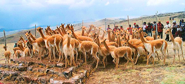 Vicunas - Pampa Galeras