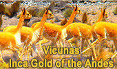 Vicunas, Inca Gold of the Andes