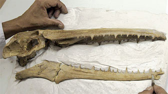 Fossil skull of giant, toothed bird found in Peru 