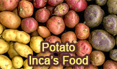 The Potato, Inca's Food