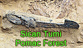  Pre-Inca Sican treasures of Peru's Pomac Forest