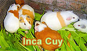 The Incas and Domestic Animals. 