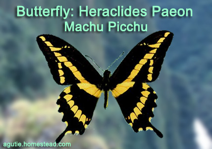 Specie registered in Machu Picchu.