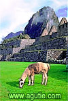 Machu Picchu, Main Square