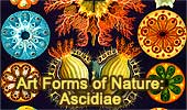 Art Forms of Nature: Ascidiae by Ernst Haeckel. 