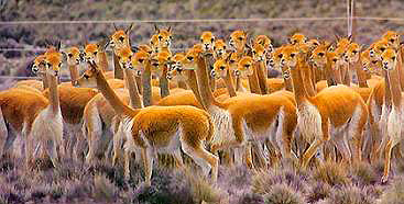 Vicunas chaccu in Pampa Galeras