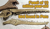 Fossil skull of giant, toothed bird found in Peru