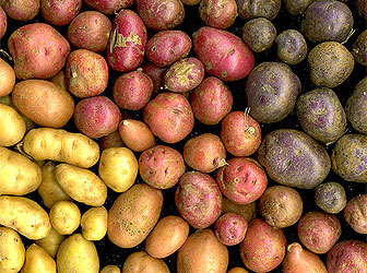 Potato Pre-Inca Food